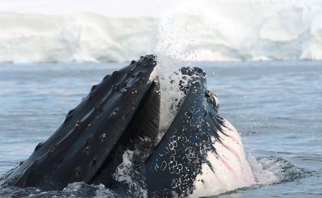 Humpback whale Antarctica