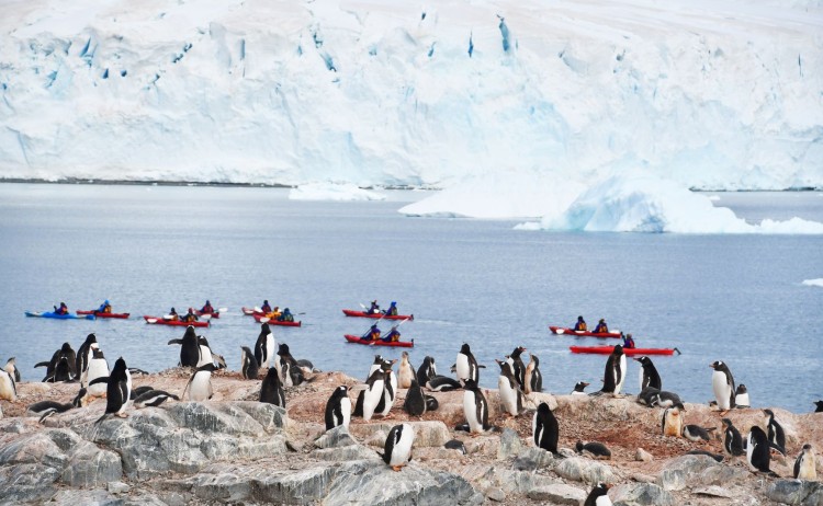 Kayaking next to penguins Antarctica