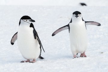 South Shetland Islands & Antarctic Peninsula