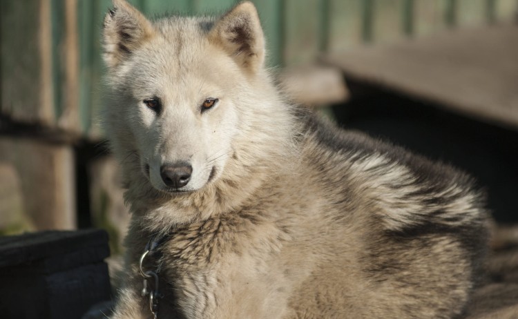 Greenland cruise Hound in Sismiut the world captial of Greenland Hound breeding