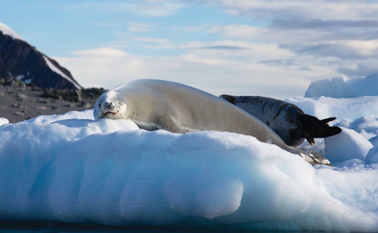Spirit of Antarctica Seals relaxing on ice Aurora