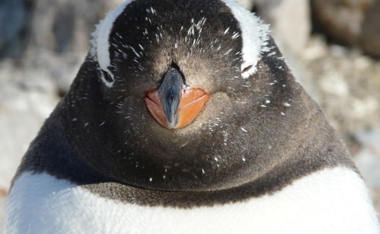 Antarctica Gentoo Penguin Close Up G Adventures