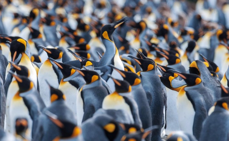 Antarctica Penguins Close Up Kings south georgia G adventures