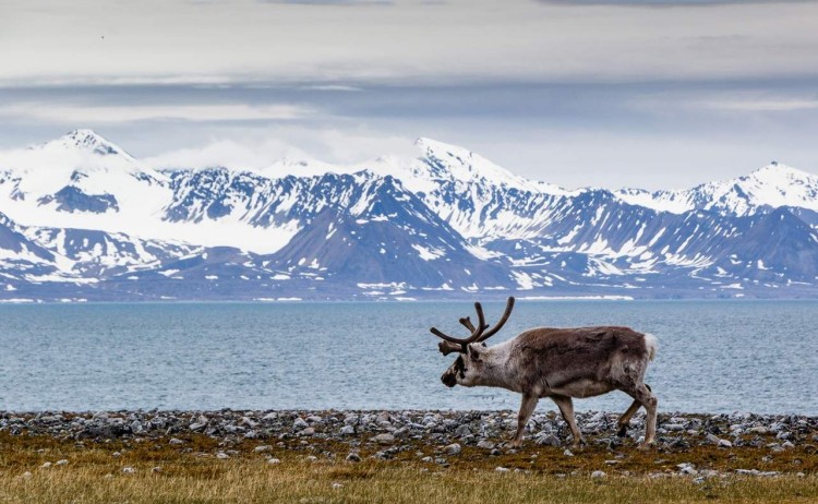 Svalbard in summer