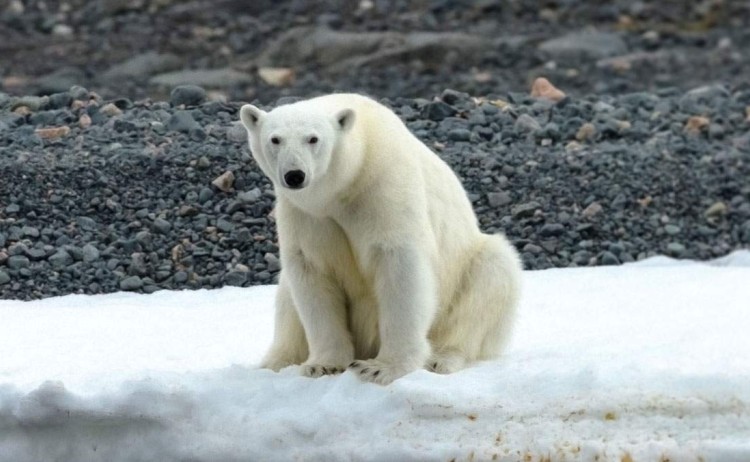 spits explorer polar bear