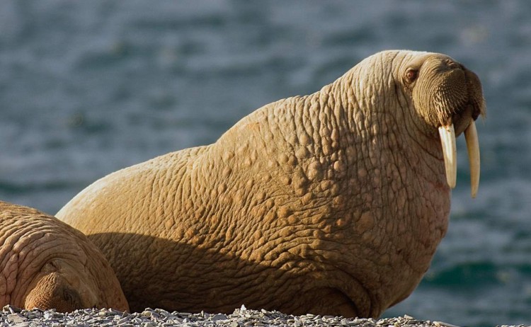 walruses photo m libra kearney cove