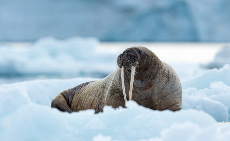 Arctic Spitsbergen Wildlife