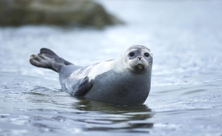 seal svalbard quark