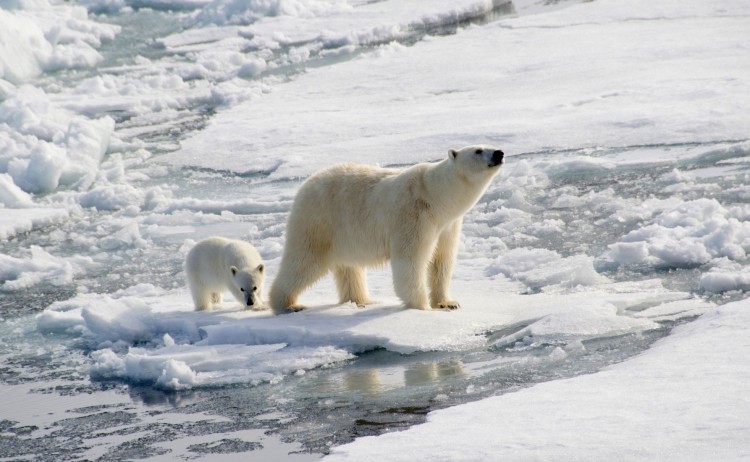 Polar bear and cub 
