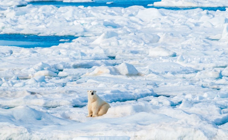 Polar bear in ice Arctic 