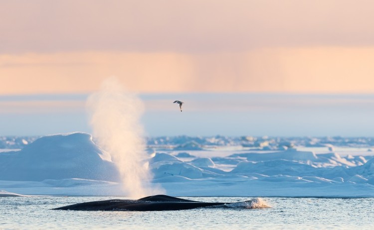 Whale Spitsbergen