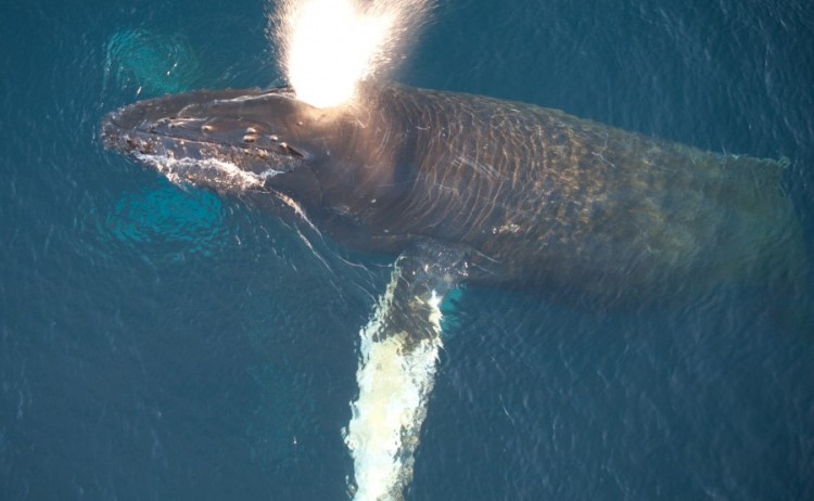 Humpback whale greenland
