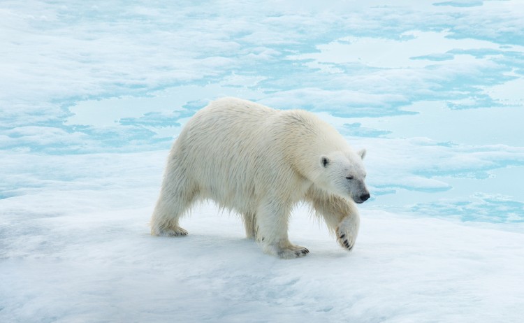 Realm of Ice Wildlife Polar Bear Spitsbergen Al Bakker