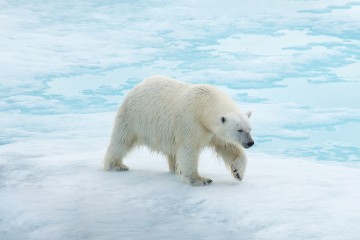 Spitsbergen: Realm of Ice & Wildlife