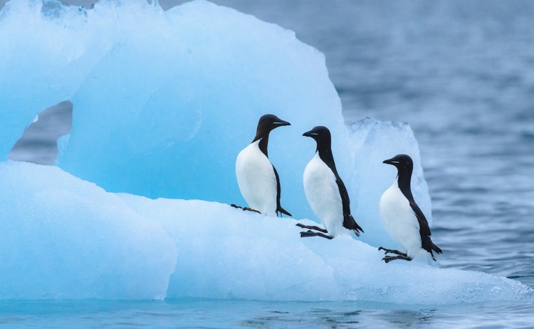 Spitsbergen Realm of Ic wildlife Brunnichs Guillemot Svalbard