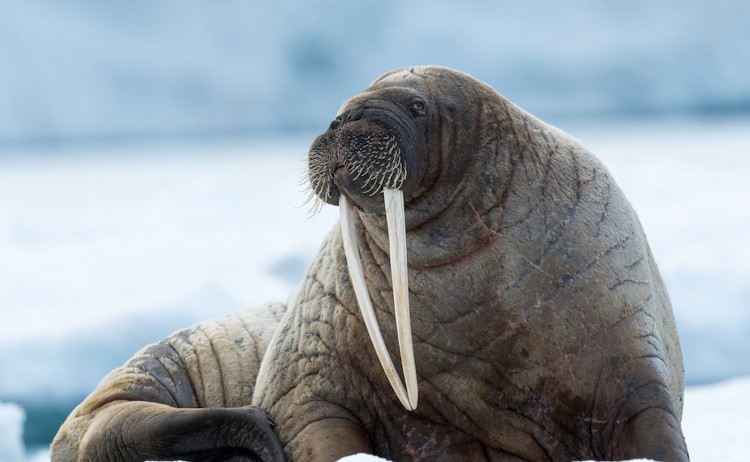 Spitsbergen cruise real of Ice and wildlife walrus Svalbard