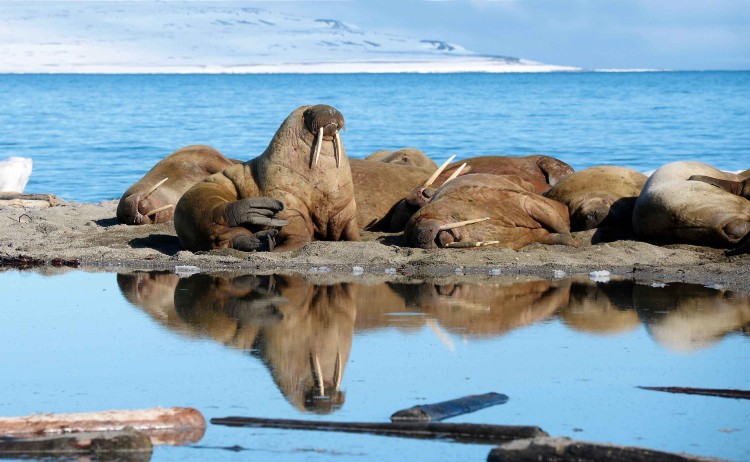Springtime in Svalbard p8eQnzDg
