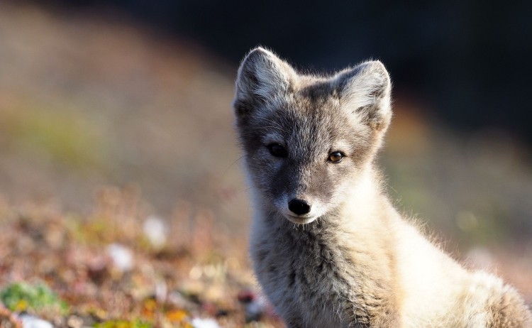 Springtime in Svalbard z2J tWcg