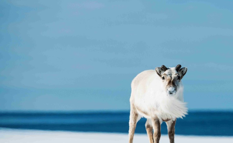 Springtime in Svalbard