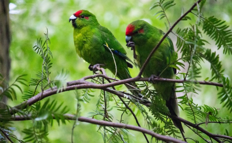 Kakariki on Ulva Island Southland New Zealand Credit Great South 2
