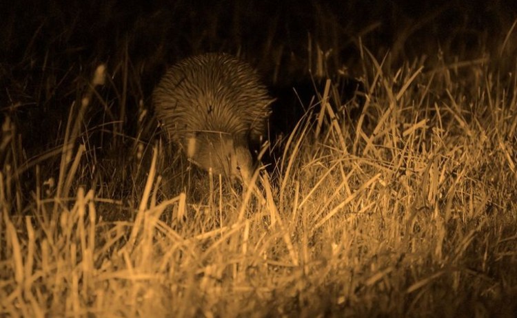 Kiwi Spotting sm 2 v2