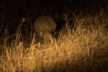 Stewart Island Rakiura: The Land of Glowing Skies