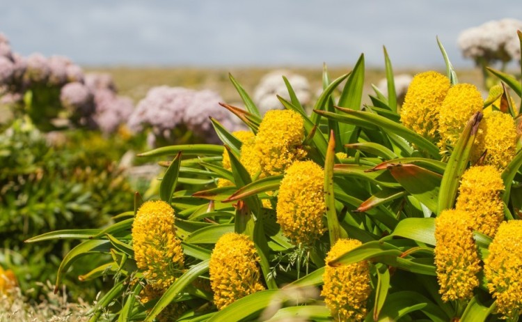 Flora sub antarctica islands heritage expeditions