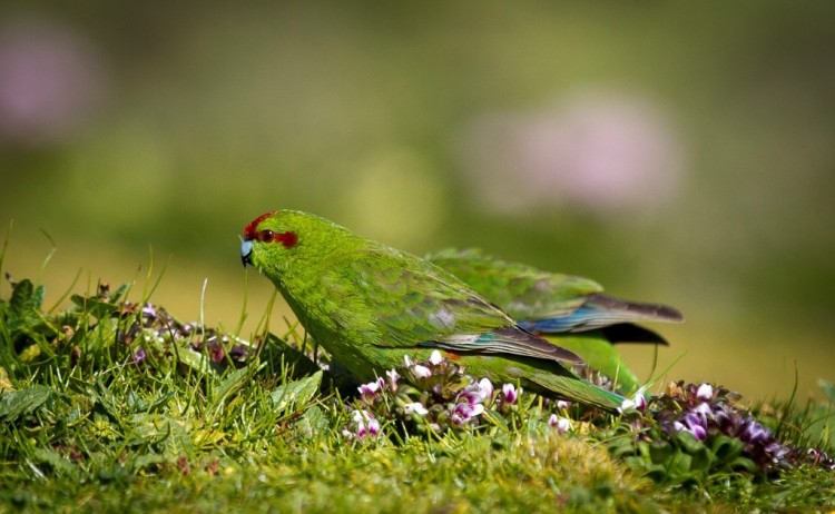 Parakeet sub antarctic islands heritage