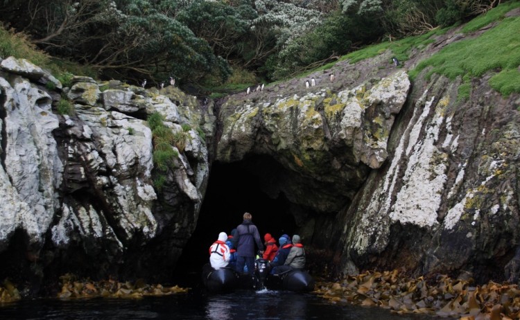 Snares Islands New Zealand Sub Antarctic Heritage