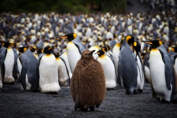 Sub Antarctic Islands: Galapagos of the South
