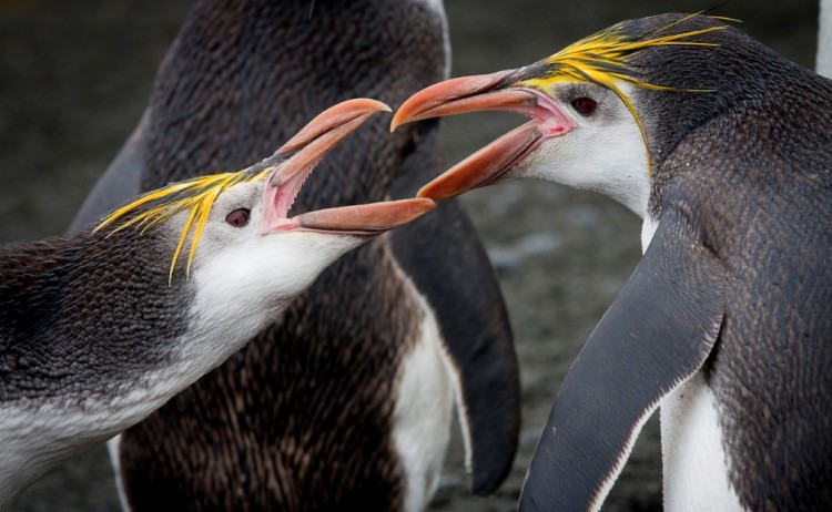 crested penguins sub antarctica heritage
