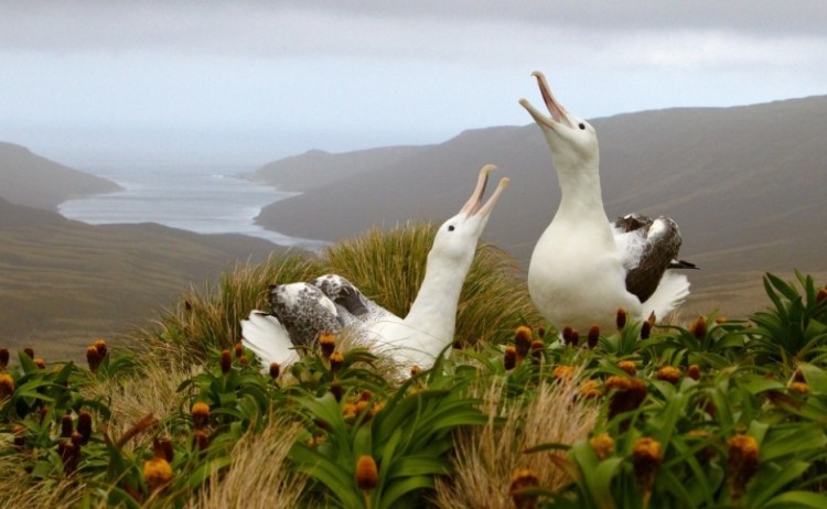 ebell light mantled albatross sub antarctica hertiage