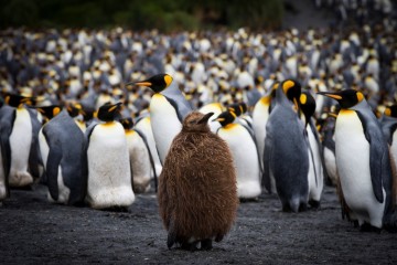 Sub Antarctic Islands: Galapagos of the South