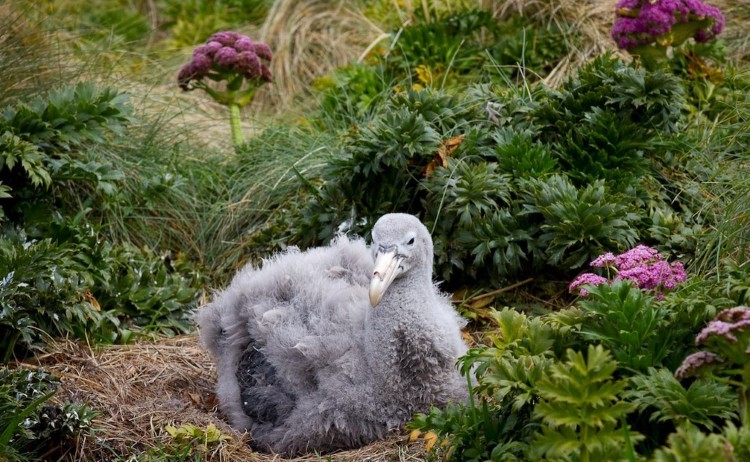 sub Antarctic islands rich wildlife in Campbell Island