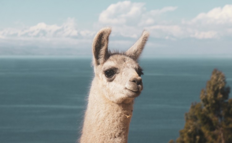 Llama Lake Titicaca