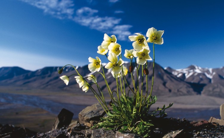ARCTIC OR SVALBARD POPPY. SPITSBERGEN sm