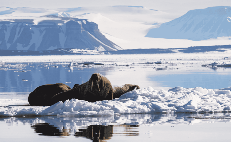 MS Longyearbyen Svalbard Adventure 13