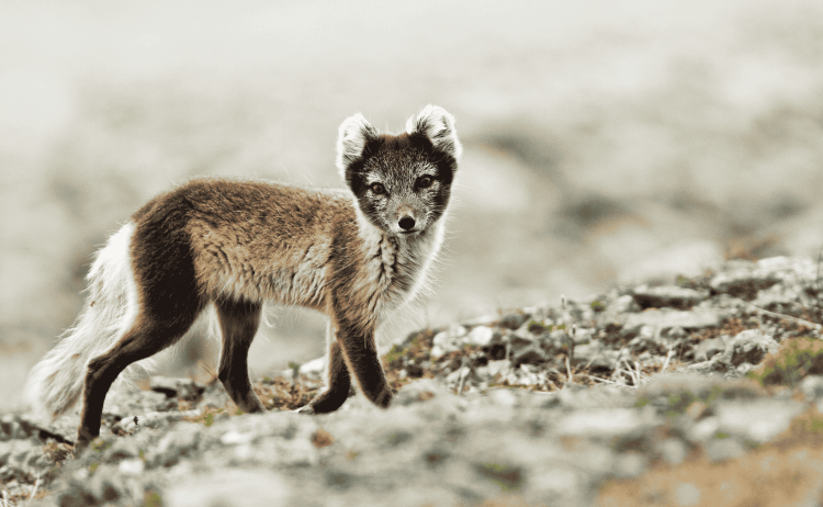 MS Longyearbyen Svalbard Adventure 16