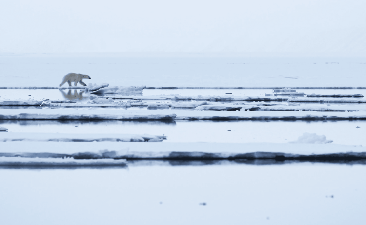 MS Longyearbyen Svalbard Adventure 16