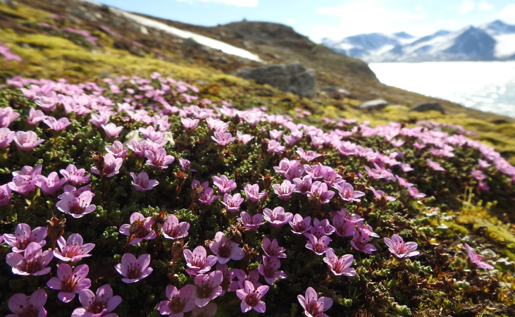 MS Longyearbyen Svalbard Adventure 5
