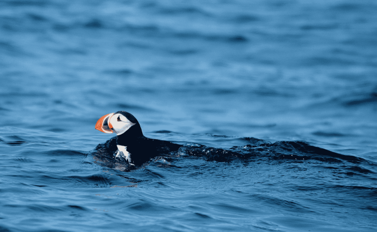 MS Longyearbyen Svalbard Adventure 6
