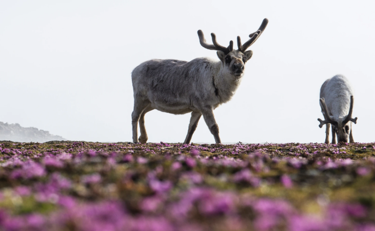 MS Longyearbyen Svalbard Adventure 8