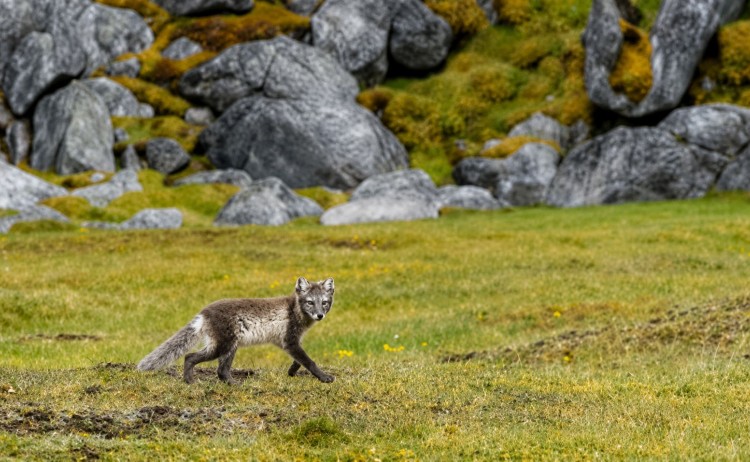 Svalbard Circumnavigation Arctic fox