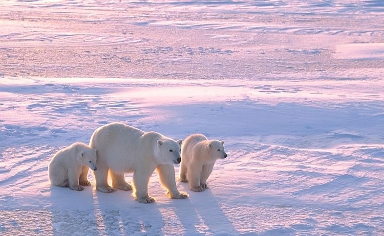 Arctic Polar bear