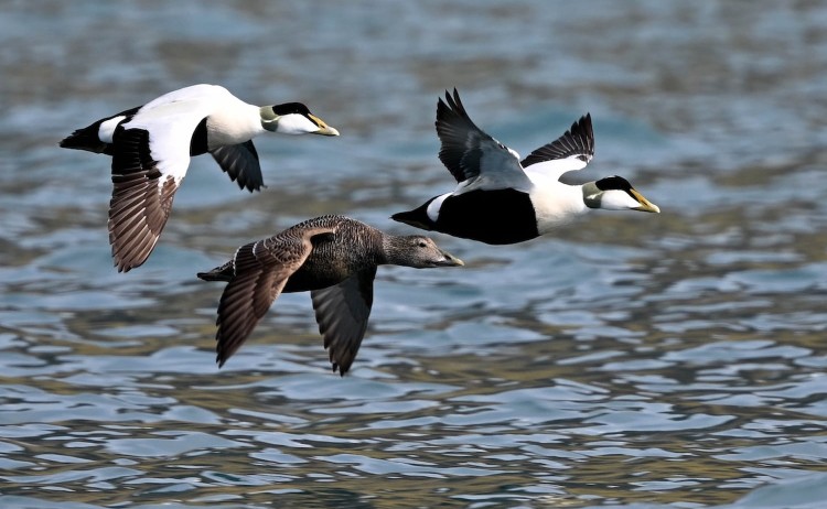 Brunnichs Guillemots v3