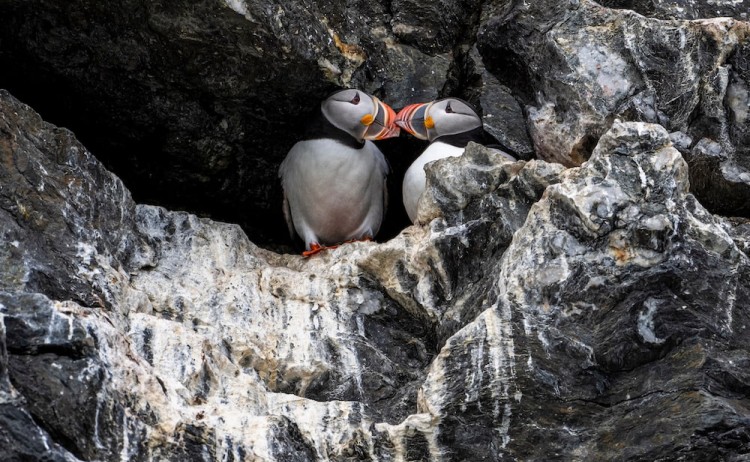 Puffin bird in Arctic