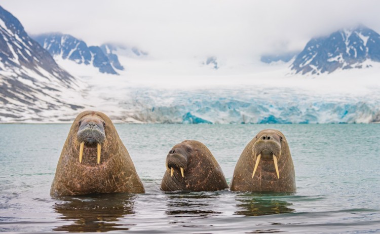 Walruses