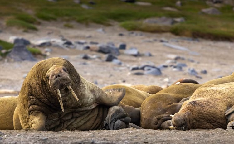 Svalbard in Summer Walrus