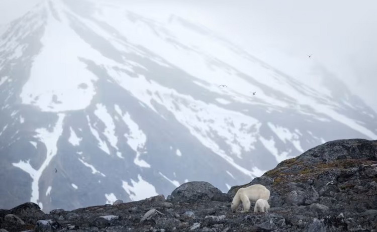 Svalbard in summer polar bears
