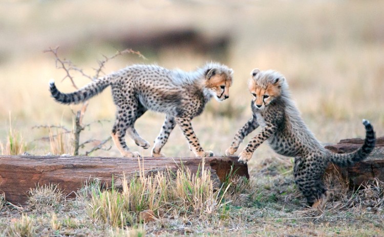 shutterstock 519577591